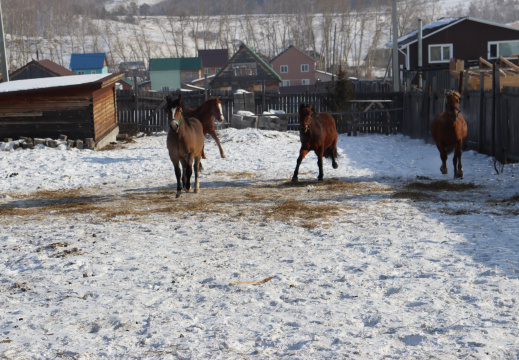 Лошади